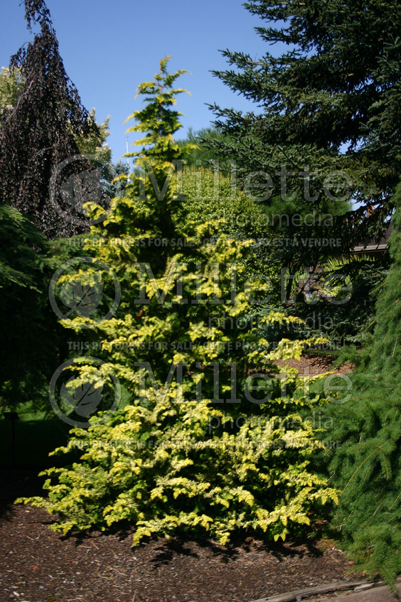 Chamaecyparis Fernspray Gold (False Cypress conifer) 1 