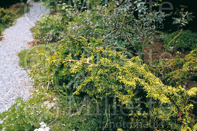 Chamaecyparis Fernspray Gold (False Cypress conifer) 2 