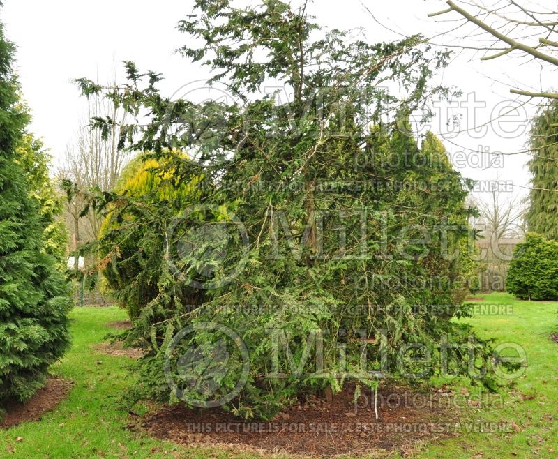 Chamaecyparis Filicoides (hinoki cypress  conifer) 1 