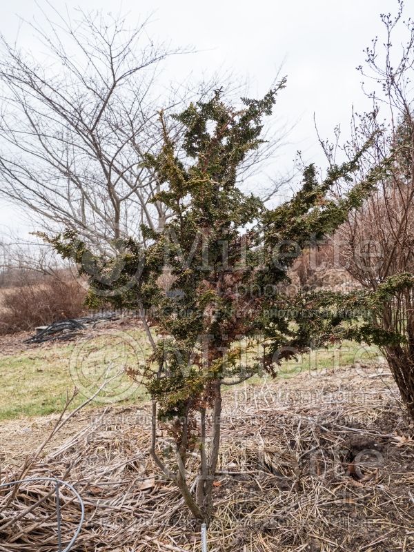 Chamaecyparis Filicoides (Winter look) (hinoki cypress  conifer) 2 