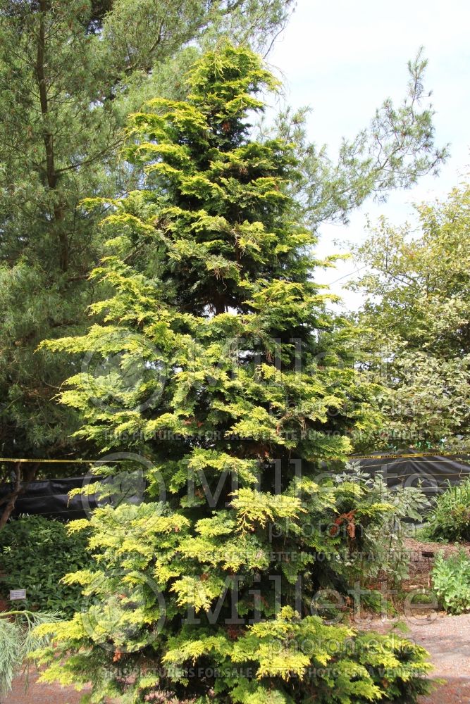 Chamaecyparis Gracilis Aurea (Hinoki False Cypress conifer) 1 