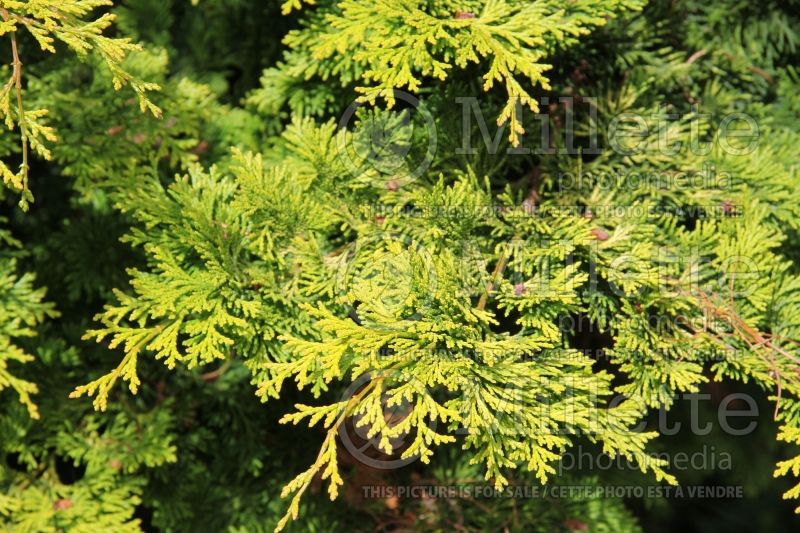 Chamaecyparis Gracilis Aurea (Hinoki False Cypress conifer) 2 