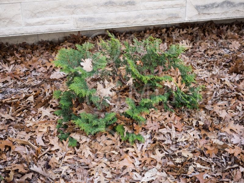 Chamaecyparis Graciosa (False Cypress conifer) 1 