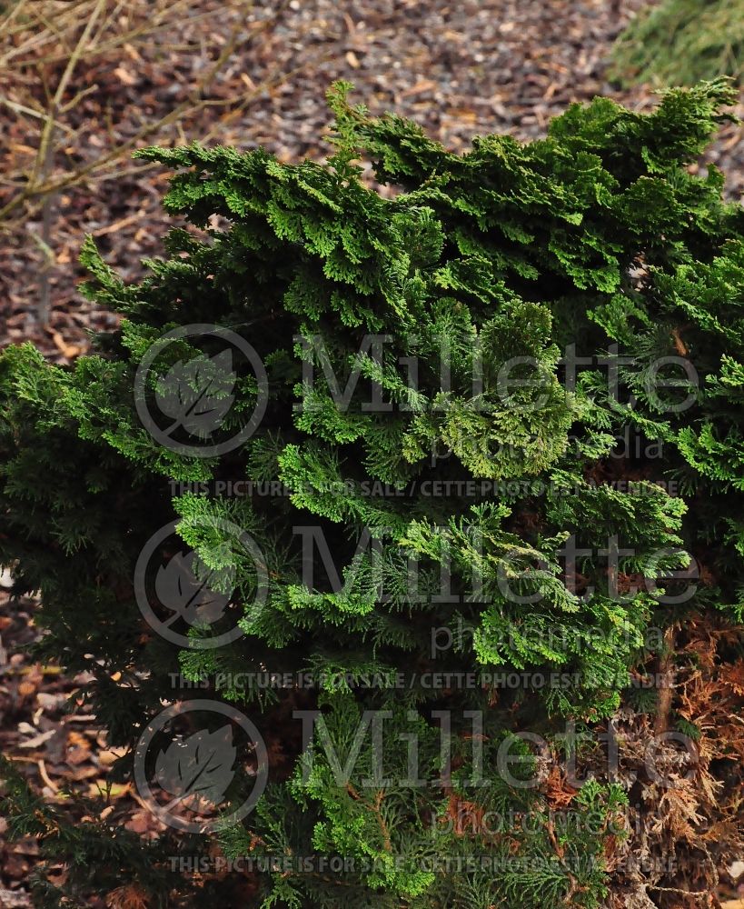 Chamaecyparis Hage (False Cypress conifer - Faux cyprès) 2 