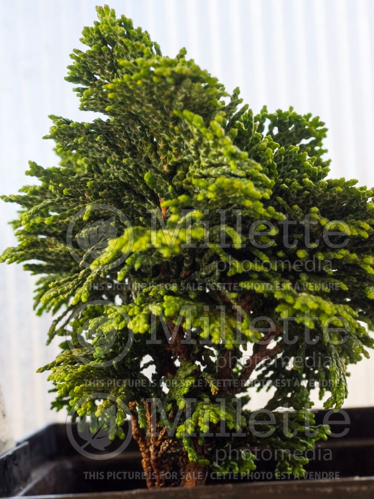 Chamaecyparis Hage (False Cypress conifer - Faux cyprès) 1 