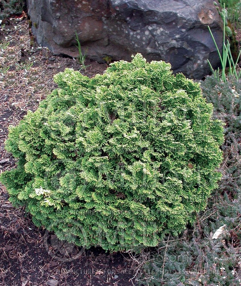 Chamaecyparis Hage (False Cypress conifer - Faux cyprès) 5 