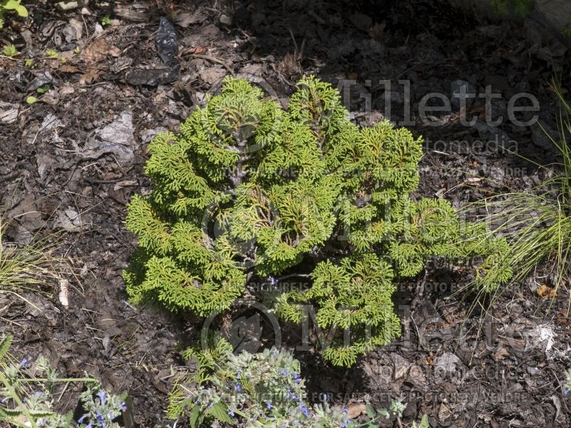 Chamaecyparis Kosteri (Hinoki False Cypress conifer) 2 