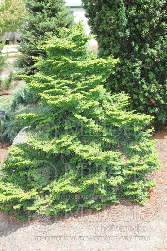 Chamaecyparis Kosteri (Hinoki False Cypress conifer) 1 