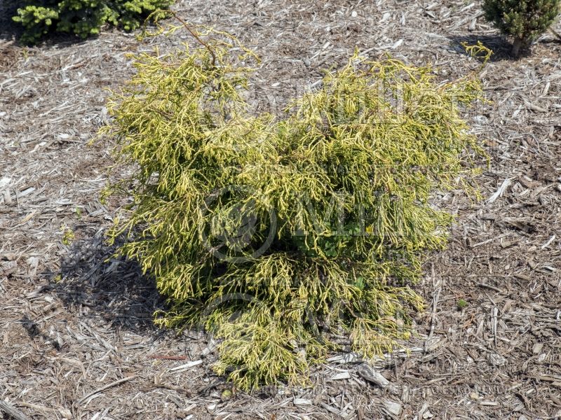 Chamaecyparis Lemon Twist (False Cypress conifer)  2 