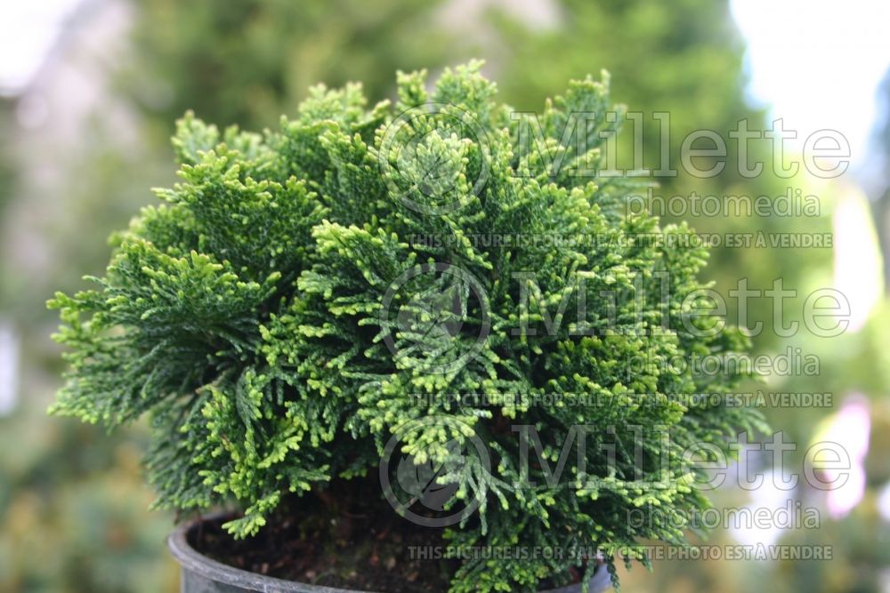 Chamaecyparis Nana (False Cypress conifer - Faux cyprès) 5 