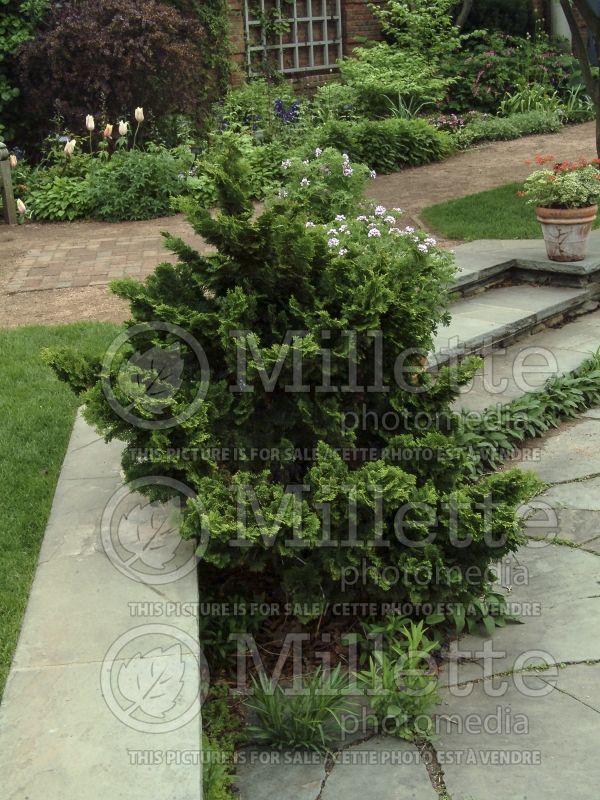 Chamaecyparis Nana Gracilis (Hinoki False Cypress conifer) 6 