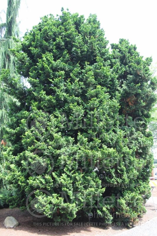 Chamaecyparis Nana Gracilis (Hinoki False Cypress conifer) 4 