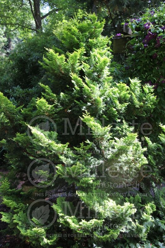 Chamaecyparis Nana Gracilis (Hinoki False Cypress conifer) 5 