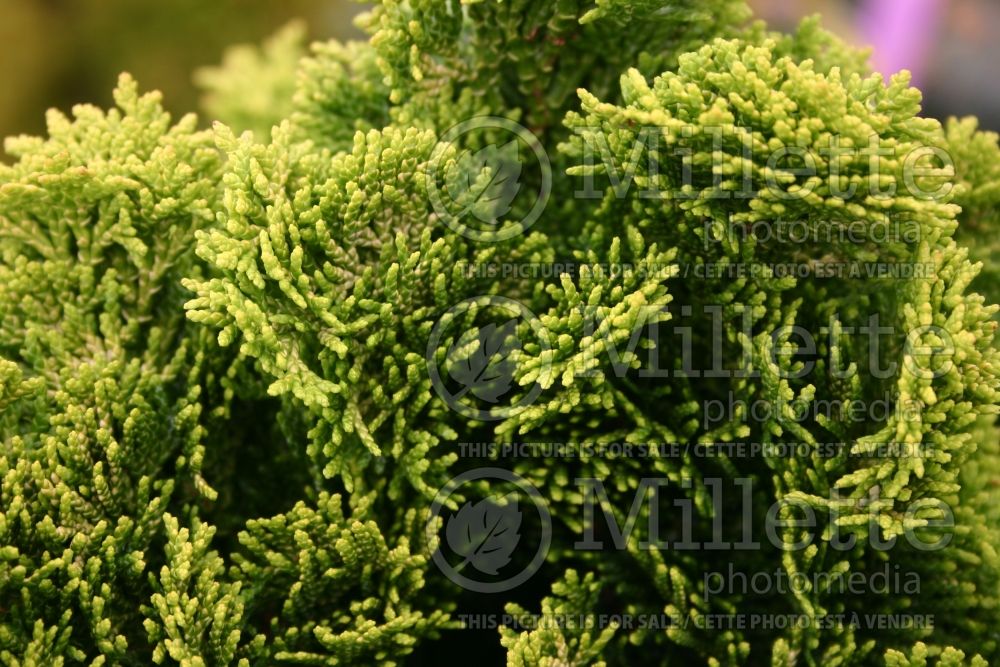 Chamaecyparis Nana Lutea (Hinoki False Cypress conifer) 14 