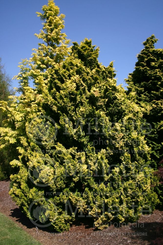 Chamaecyparis Nana Lutea (Hinoki False Cypress conifer) 11 