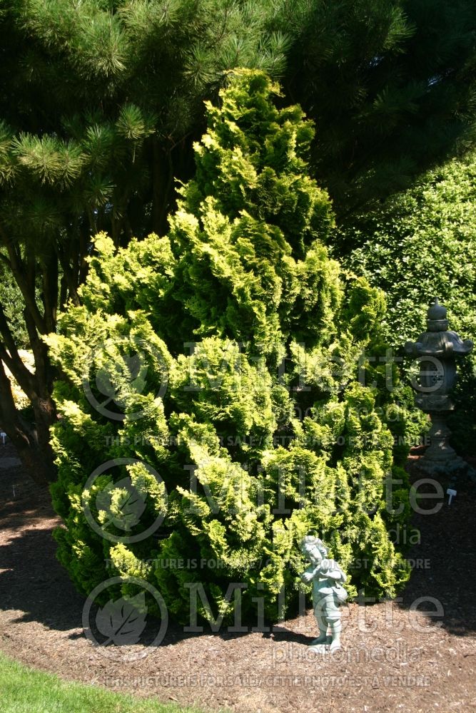 Chamaecyparis Nana Lutea (Hinoki False Cypress conifer) 10 