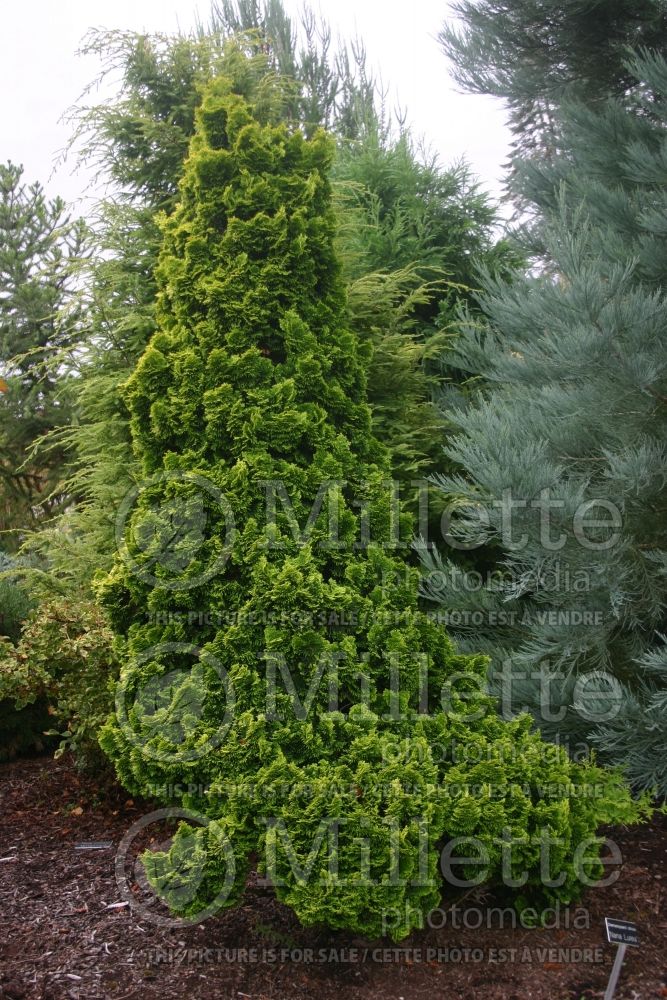 Chamaecyparis Nana Lutea (Hinoki False Cypress conifer) 9 