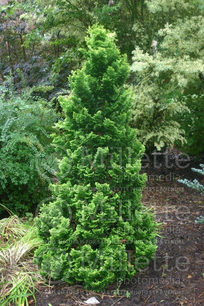 Chamaecyparis Nana Lutea (Hinoki False Cypress conifer) 7 