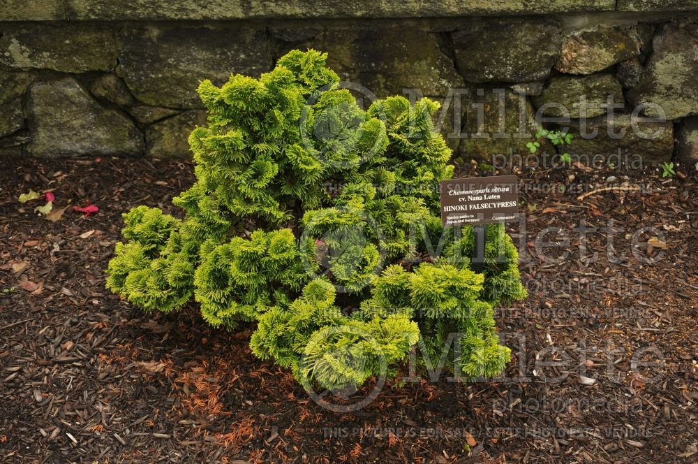 Chamaecyparis Nana Lutea (Hinoki False Cypress conifer) 15 