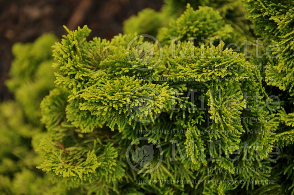 Chamaecyparis Nana Lutea (Hinoki False Cypress conifer) 16 