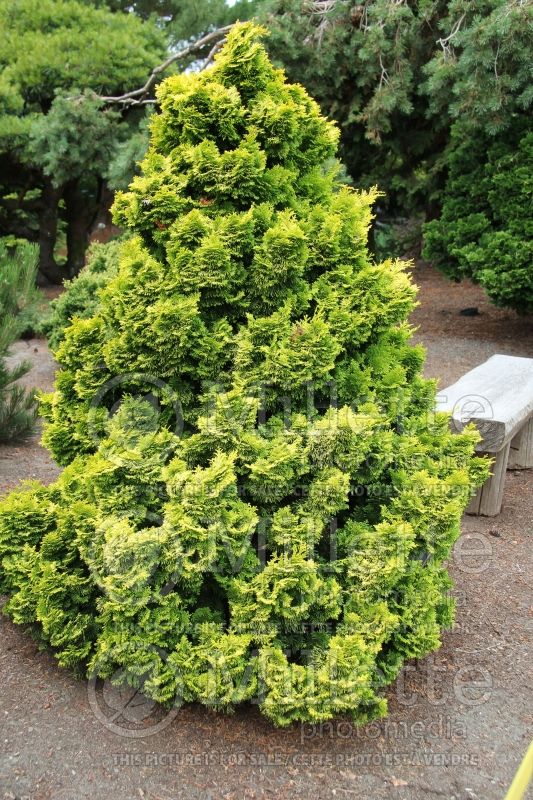 Chamaecyparis Nana Lutea (Hinoki False Cypress conifer) 2 