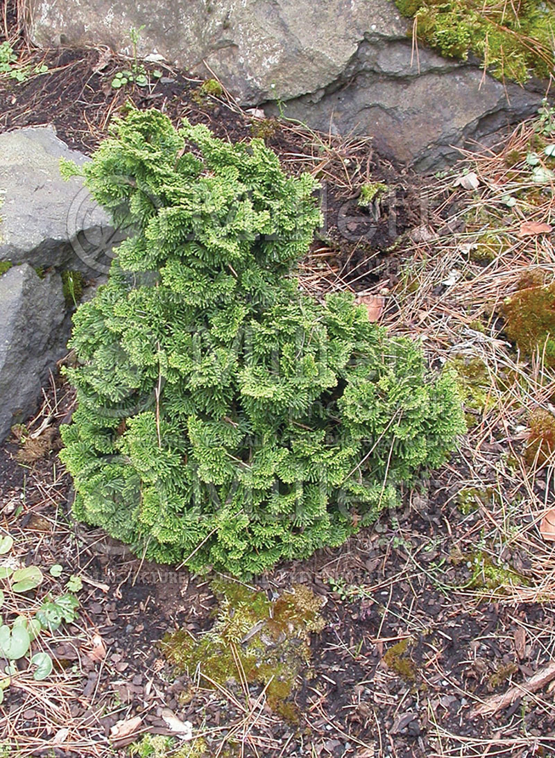 Chamaecyparis Nana (False Cypress conifer - Faux cyprès) 3 