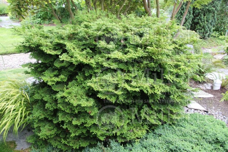 Chamaecyparis Pygmaea Aurescens (Hinoki False Cypress conifer) 1 