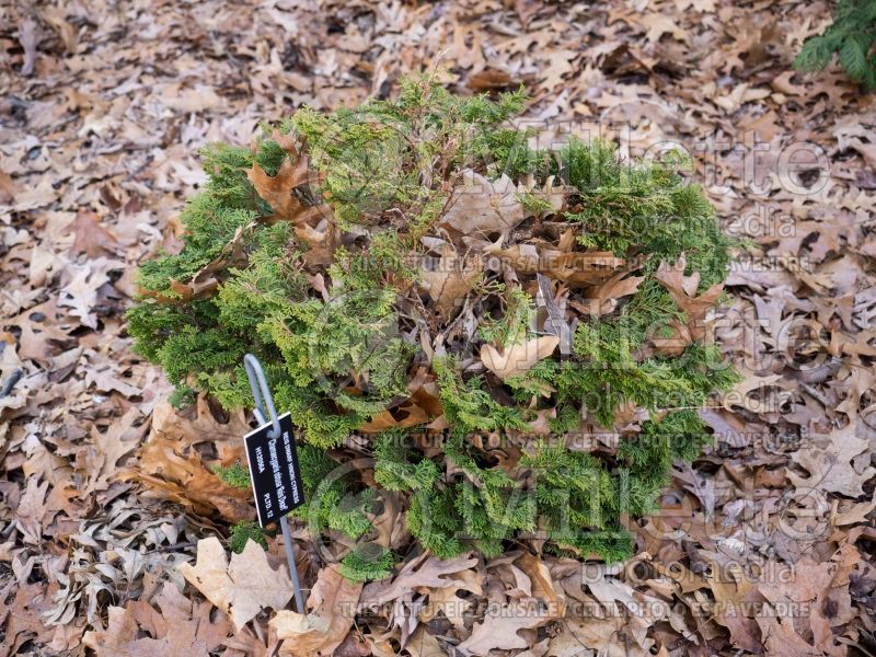 Chamaecyparis Reis Dwarf (False Cypress conifer) 1 