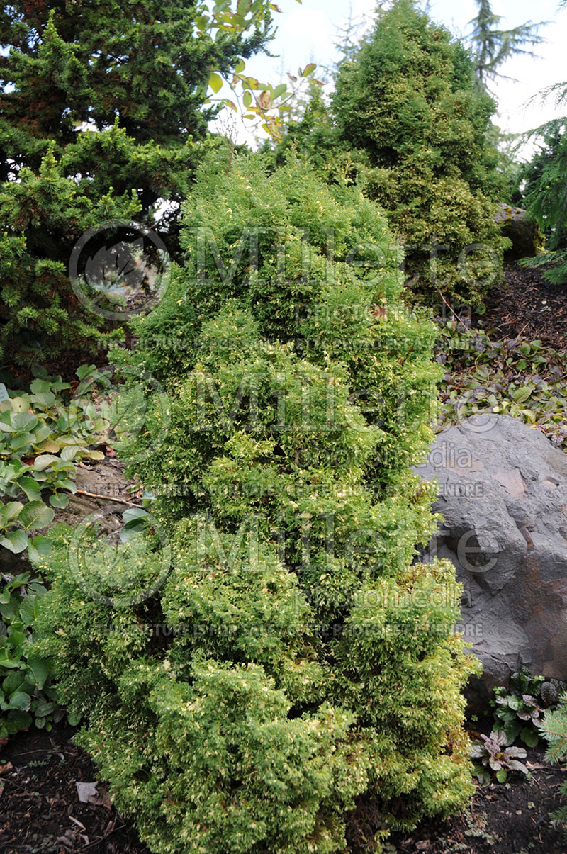 Chamaecyparis Snowflake (False Cypress conifer) 1