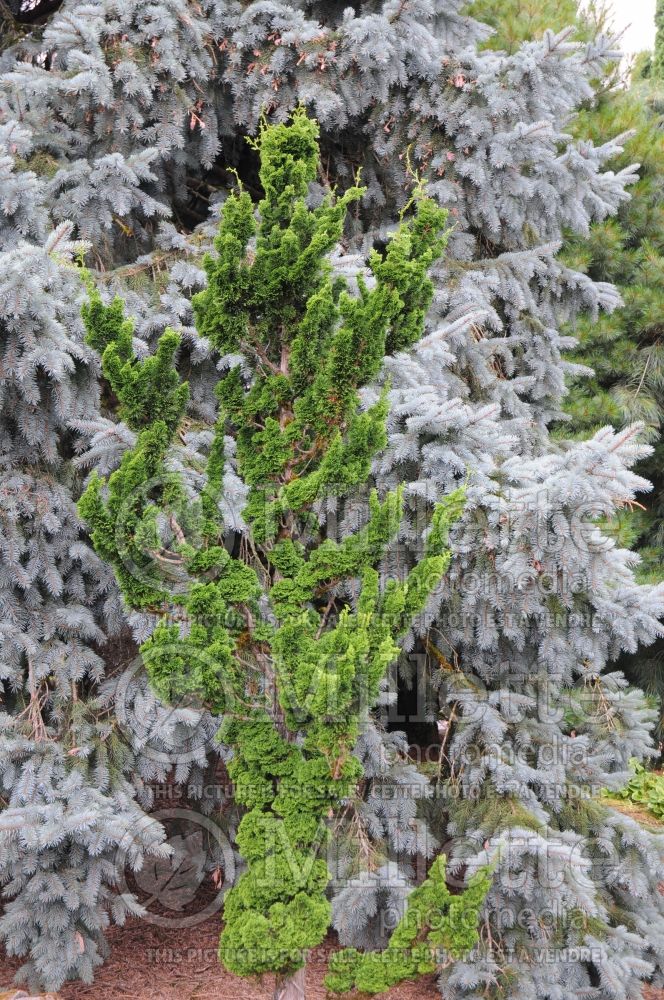 Chamaecyparis Spiralis (False Cypress conifer) 1 