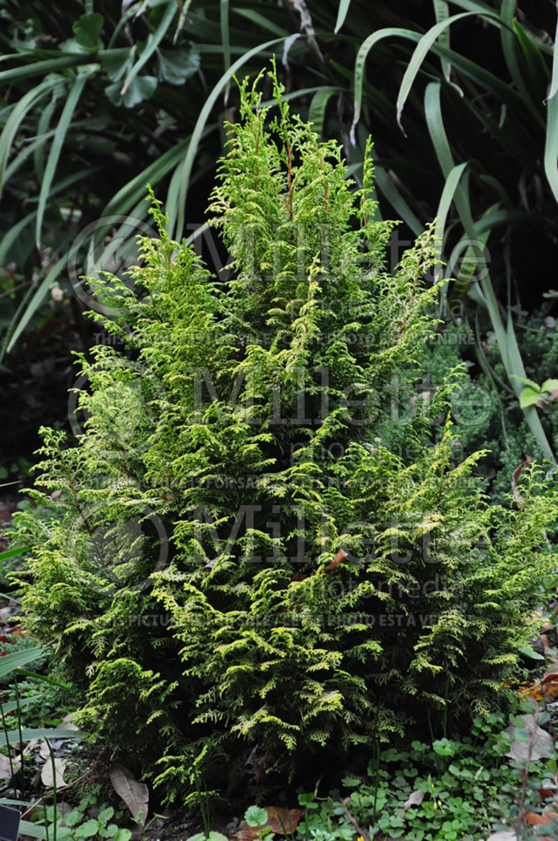 Chamaecyparis Spirited (False Cypress conifer) 2 