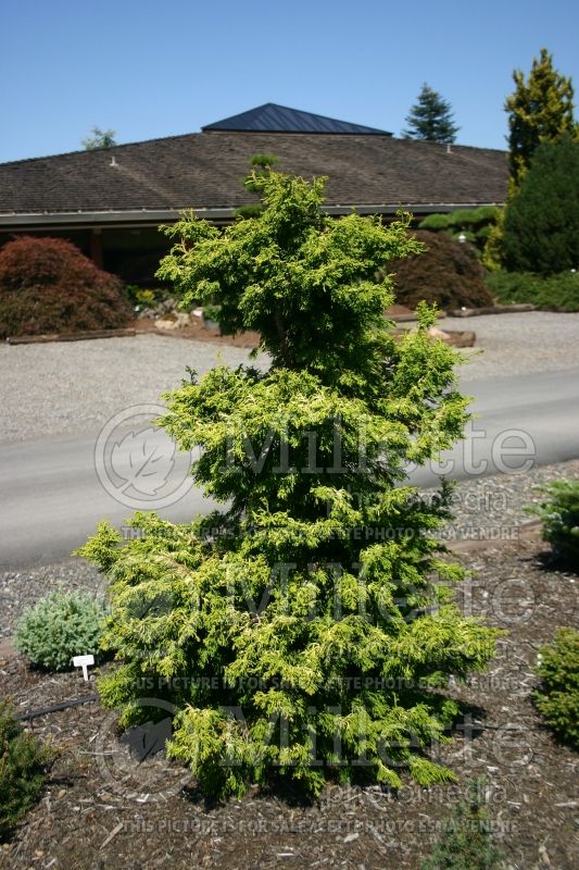 Chamaecyparis Sunny Swirl (False Cypress conifer) 1 