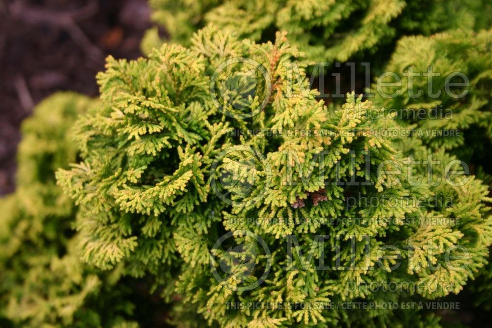 Chamaecyparis Verdoni (False Cypress conifer) 3 