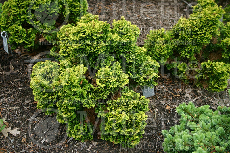 Chamaecyparis Verdoni (False Cypress conifer) 1