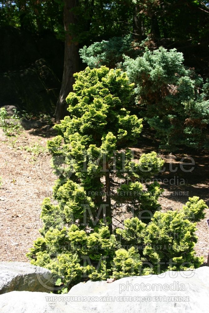 Chamaecyparis Verdoni (False Cypress conifer) 2 