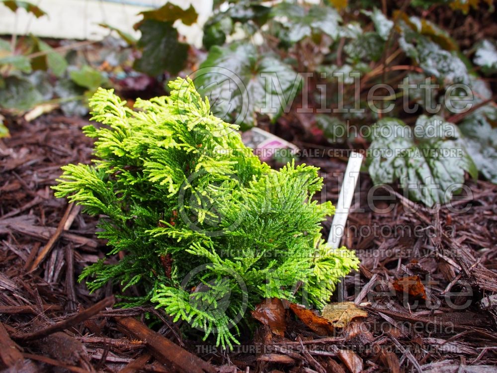 Chamaecyparis Verdoni (False Cypress conifer) 4 