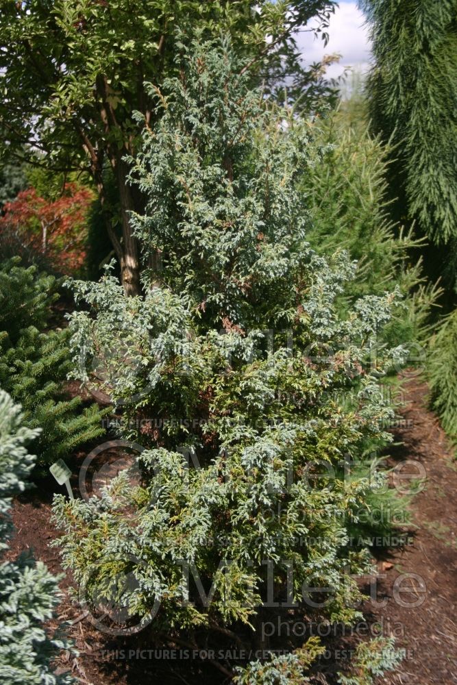 Chamaecyparis Baby Blue (False Cypress conifer) 1