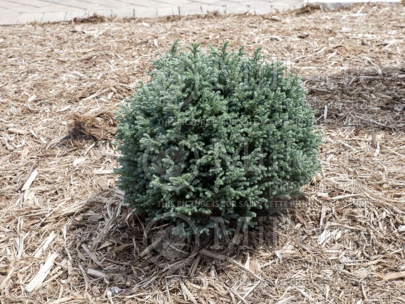 Chamaecyparis Blue Moon (Sawara False Cypress conifer) 1 