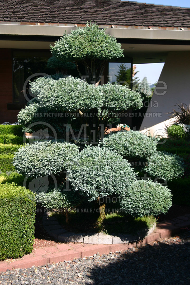 Chamaecyparis Boulevard (False Cypress conifer) 1