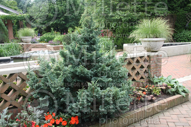 Chamaecyparis Boulevard (False Cypress conifer) 4 