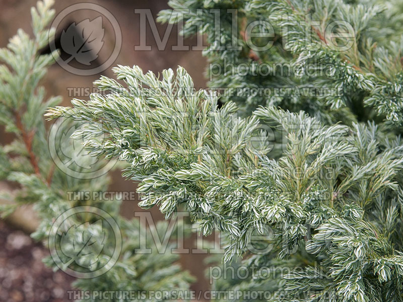 Chamaecyparis Boulevard (False Cypress conifer) 7 