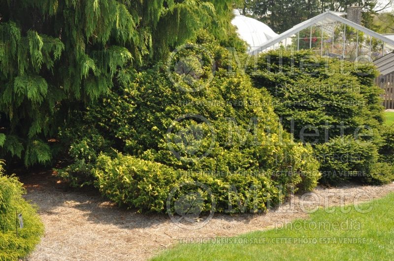 Chamaecyparis Compacta Variegata (False Cypress conifer) 1