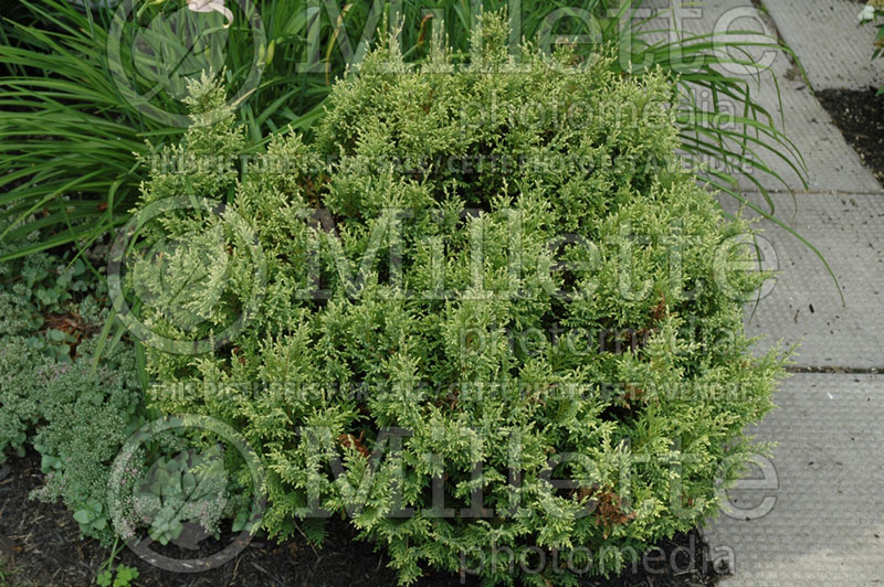 Chamaecyparis Cream Puff  (Sawara False Cypress conifer) 1 