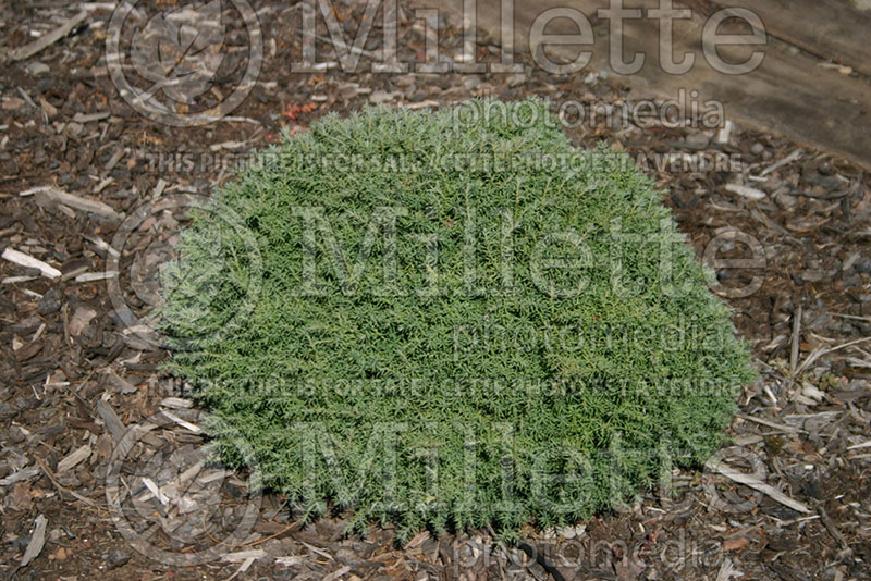 Chamaecyparis Cumulus (False Cypress conifer) 1