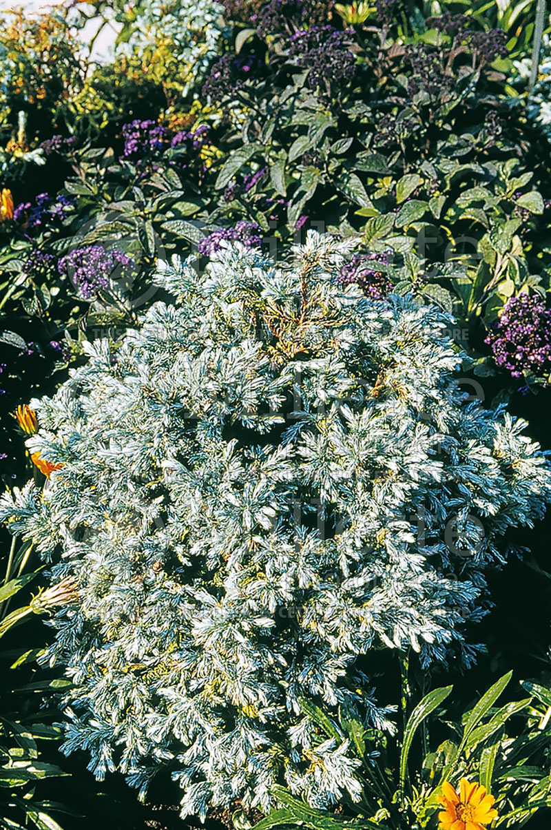 Chamaecyparis Curly Tops (Sawara False Cypress conifer) 1 