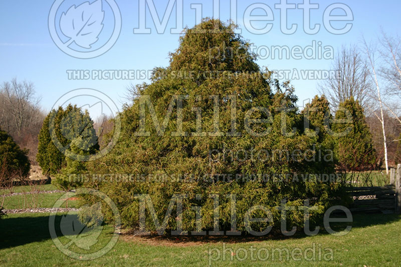 Chamaecyparis Filifera (False Cypress conifer) 1