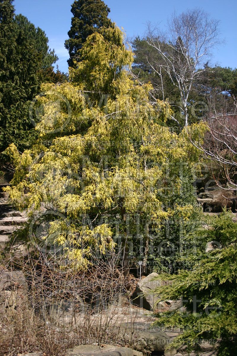 Chamaecyparis Filifera Aurea (False Cypress conifer) 2