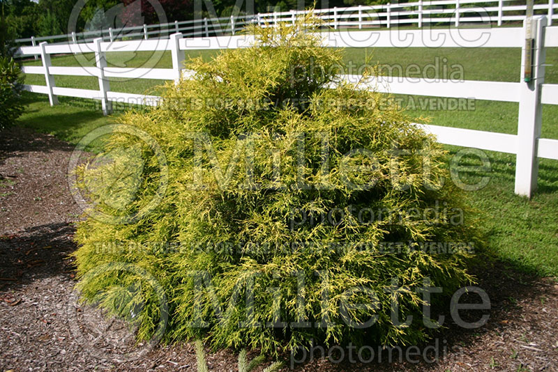 Chamaecyparis Filifera Aurea Nana (False Cypress conifer) 3