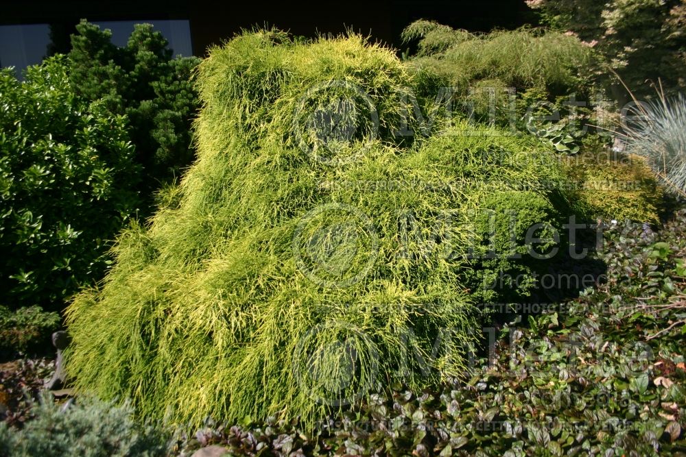 Chamaecyparis Filifera Aurea Nana (False Cypress conifer) 2