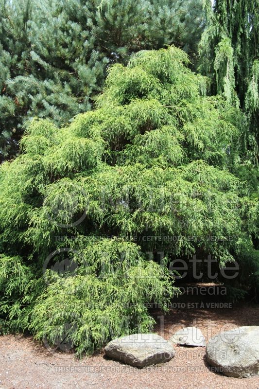 Chamaecyparis Filifera Aurea (False Cypress conifer 3